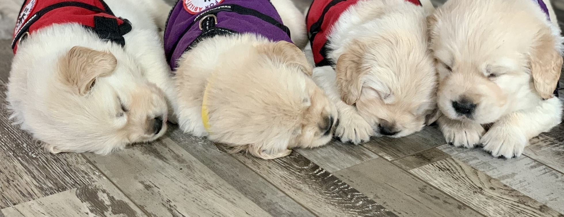 GIVE so they can grow "Name a Puppy Fundraising Challenge"